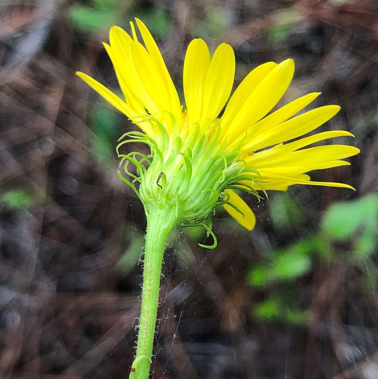 Image of scrubland goldenaster