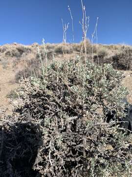 Image of little sagebrush