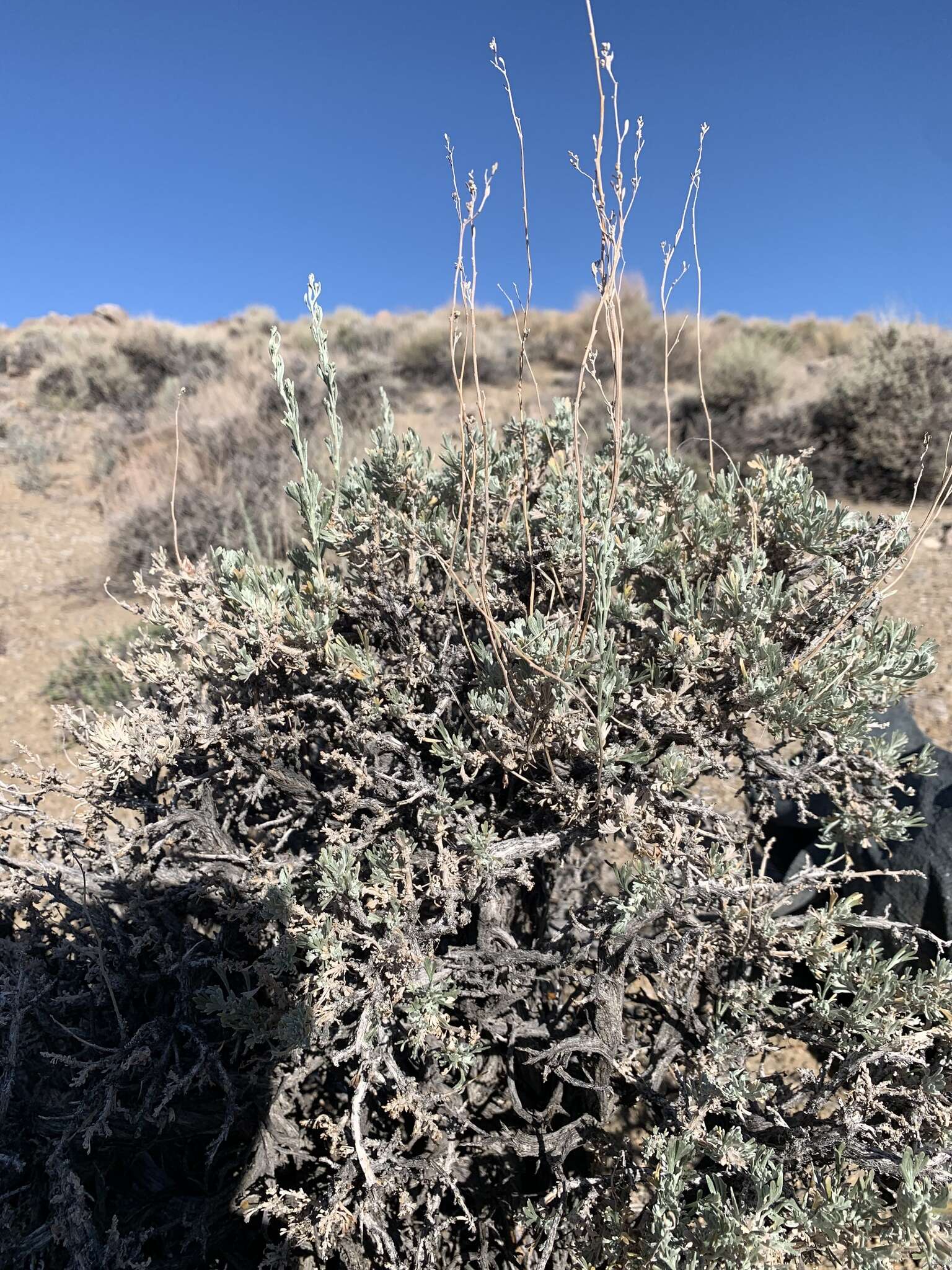 Image of little sagebrush