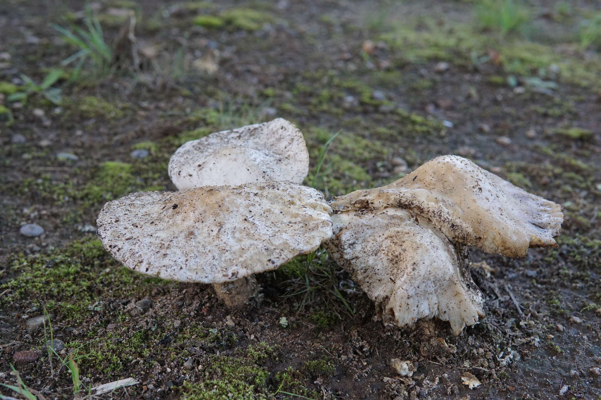 Image of Amanita canescens D. T. Jenkins 1982