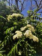 Image of Sambucus australis Cham. & Schltdl.