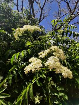 Image of Sambucus australis Cham. & Schltdl.