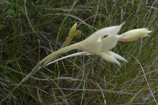 Image of Gladiolus engysiphon G. J. Lewis