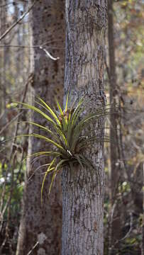 Imagem de Tillandsia utriculata L.