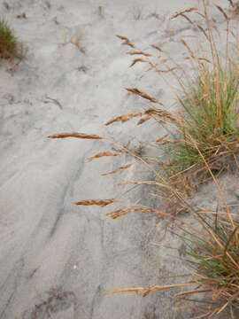 Image of Deschampsia cespitosa subsp. cespitosa