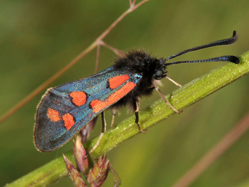 Image of Zygaena oxytropis Boisduval 1828