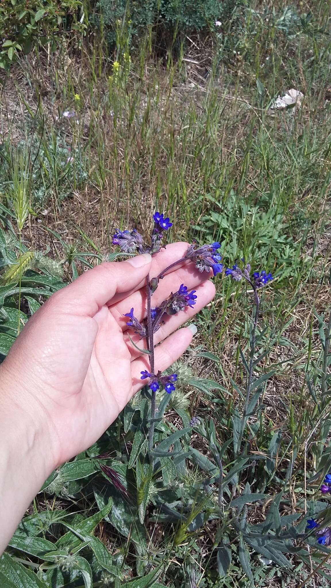 Image of Anchusa leptophylla Roem. & Schult.