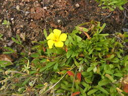 Sivun Oxalis namaquana Sond. kuva