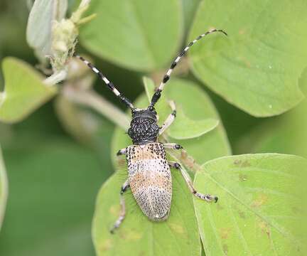 Image of Arctolamia villosa Gestro 1888