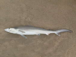 Image of Fish-shark