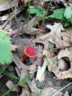 Image de Hortiboletus campestris (A. H. Sm. & Thiers) Biketova & Wasser 2015