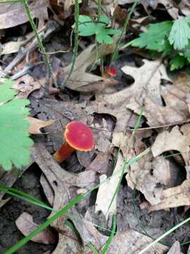 Image of Hortiboletus campestris (A. H. Sm. & Thiers) Biketova & Wasser 2015