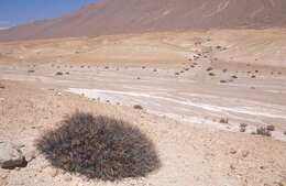 Image of Cumulopuntia boliviana subsp. echinacea (F. Ritter) D. R. Hunt