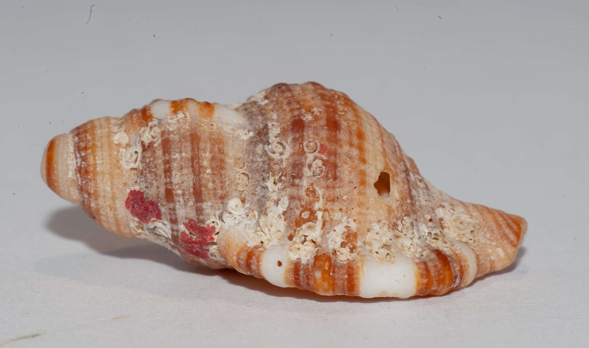 Image of Monoplex pilearis (Linnaeus 1758)