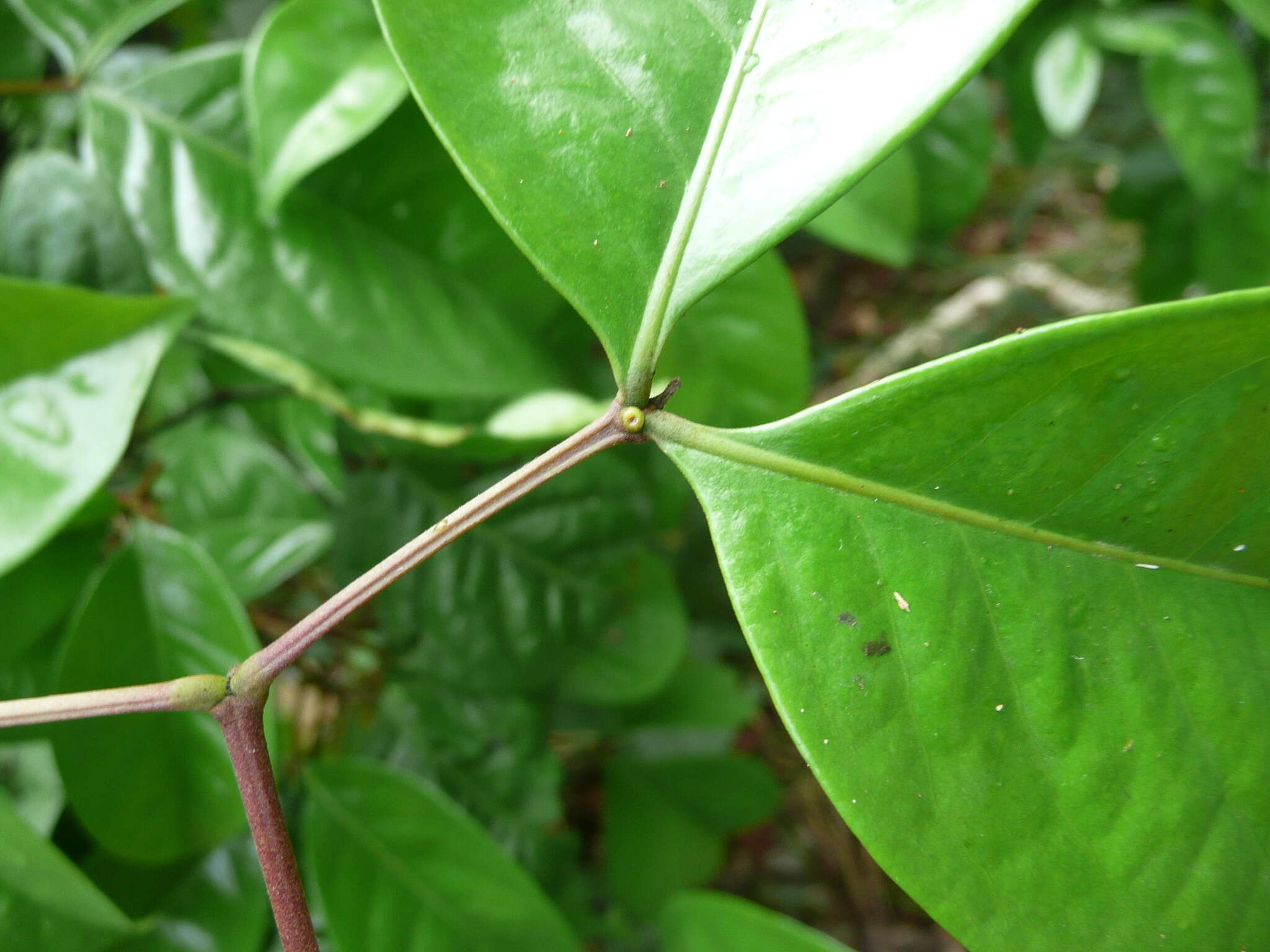 Image of Newtonia duparquetiana (Baill.) Keay