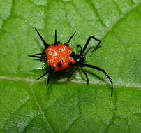 Image of Phoroncidia thwaitesi O. Pickard-Cambridge 1869