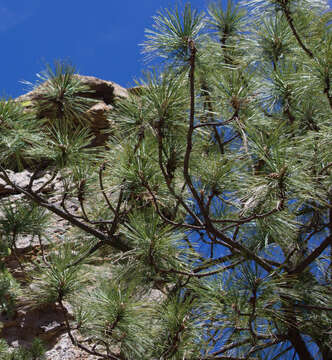 Image of Arizona Pine