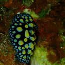 Image of Phyllidia guamensis (Brunckhorst 1993)