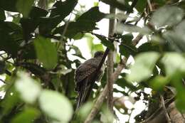 Image of Dusky Long-tailed Cuckoo