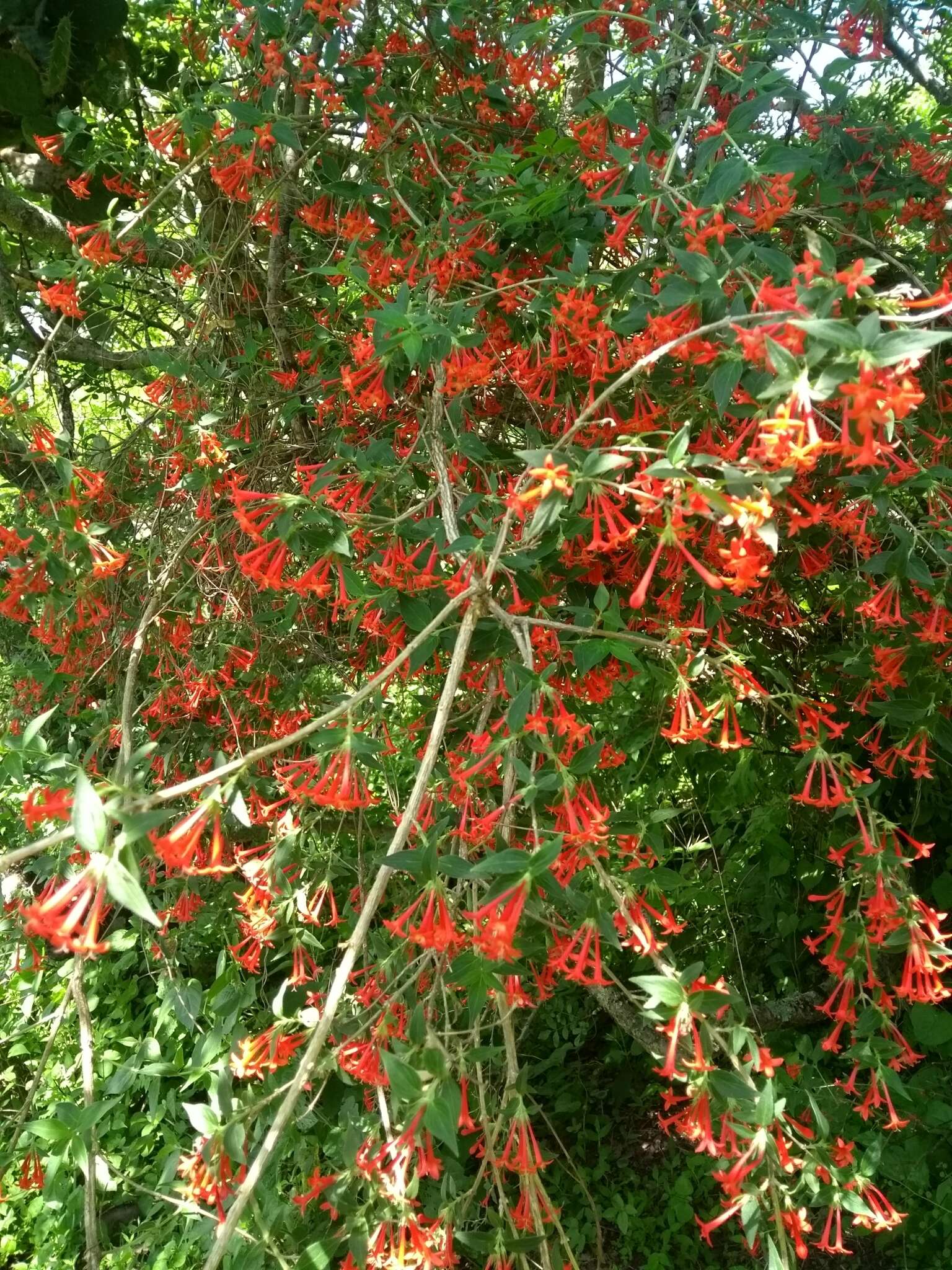 Image of Bouvardia multiflora (Cav.) Schult. & Schult. fil.