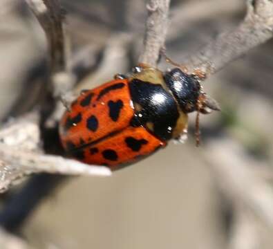 صورة <i>Gonioctena variabilis</i>