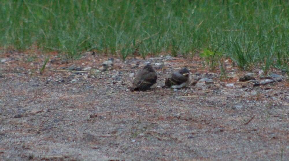 Image of Eastern Phoebe