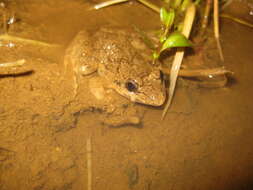 Image of Asian Brackish Frog