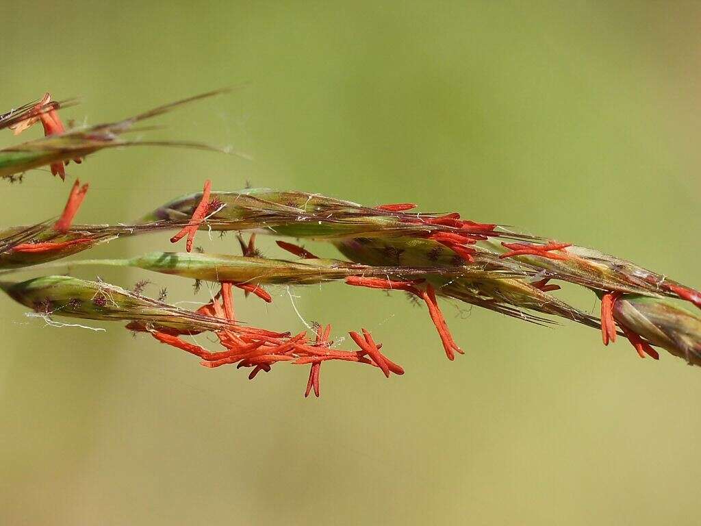 Image of Rytidosperma pallidum (R. Br.) A. M. Humphreys & H. P. Linder