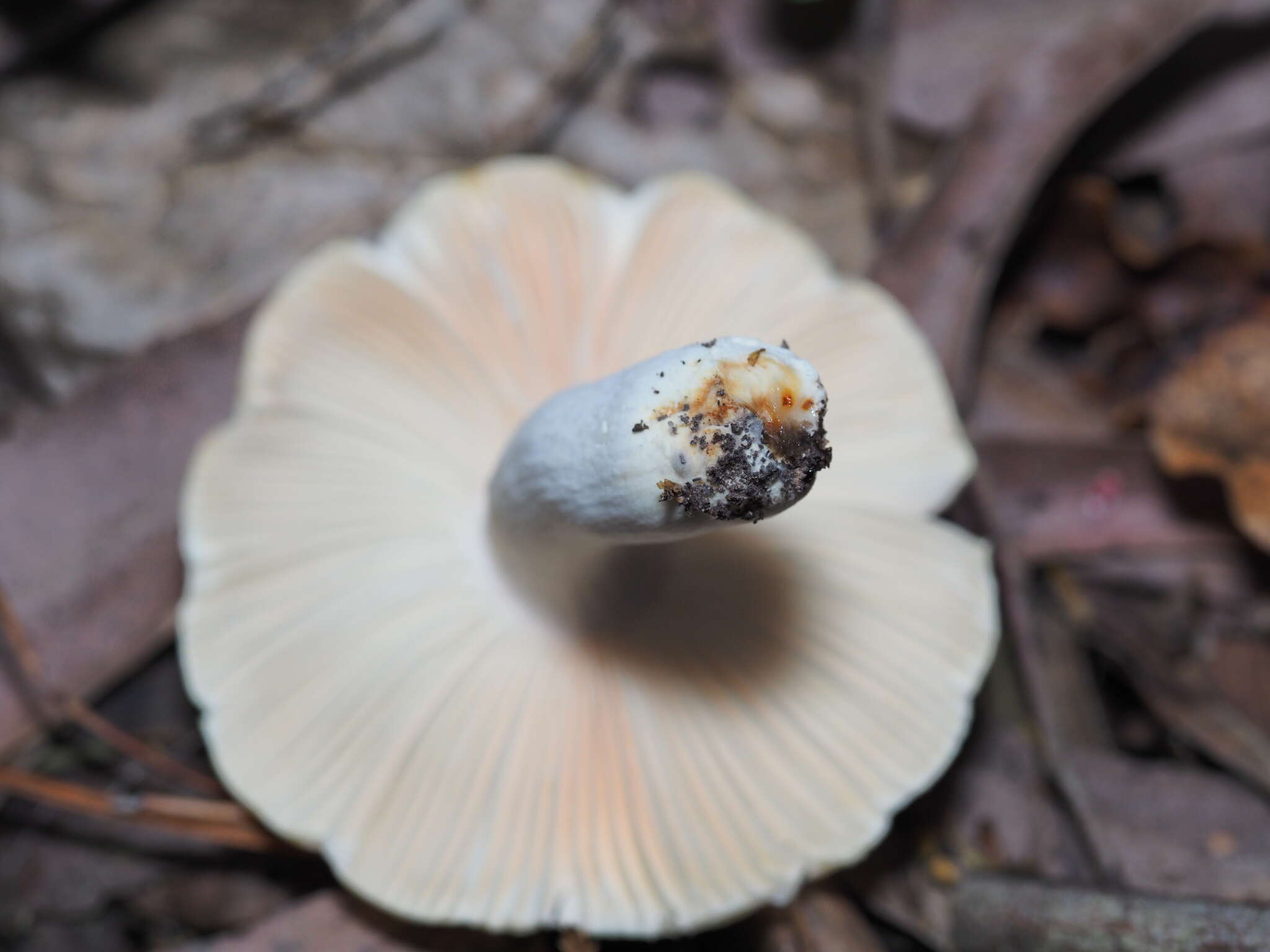 Image of Russula albolutescens McNabb 1973