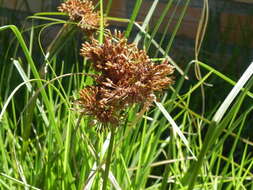 Imagem de Rhodoscirpus asper (J. Presl & C. Presl) Lév.-Bourret, Donadío & J. R. Starr