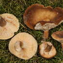 صورة Lactifluus petersenii (Hesler & A. H. Sm.) Stubbe 2012