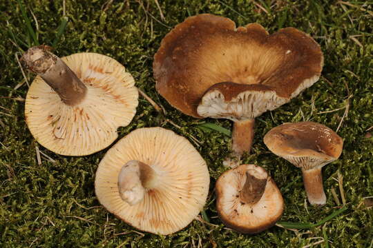 صورة Lactifluus petersenii (Hesler & A. H. Sm.) Stubbe 2012