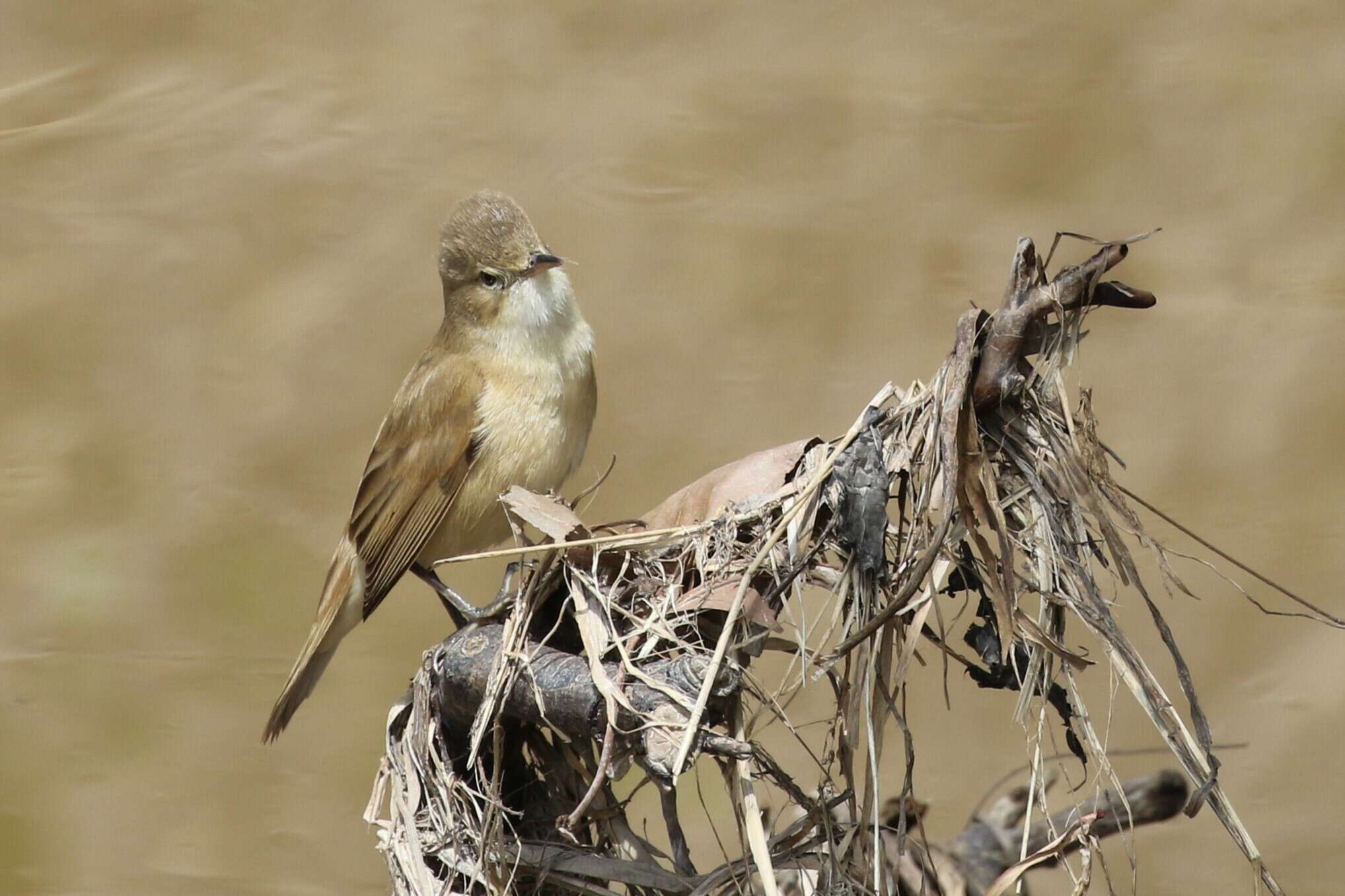 Acrocephalus australis australis (Gould 1838)的圖片