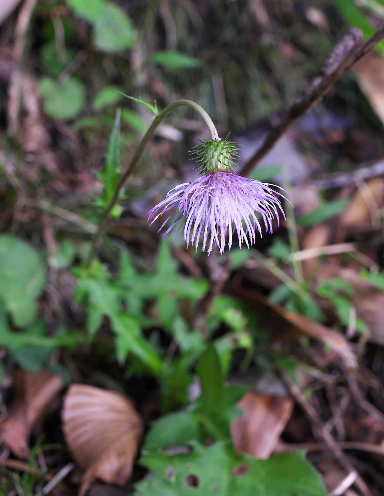 Plancia ëd Cirsium tashiroi Kitam.