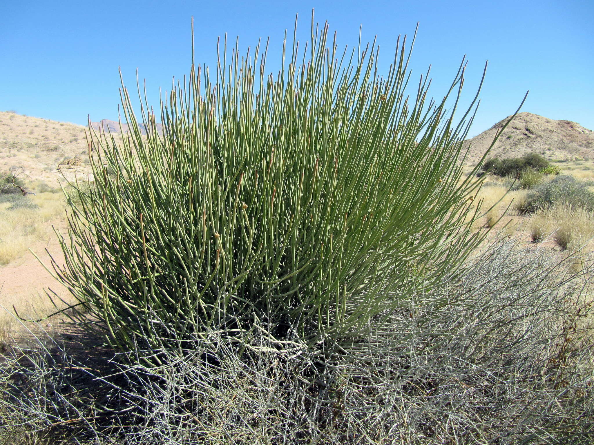 Image of Damara milk-bush