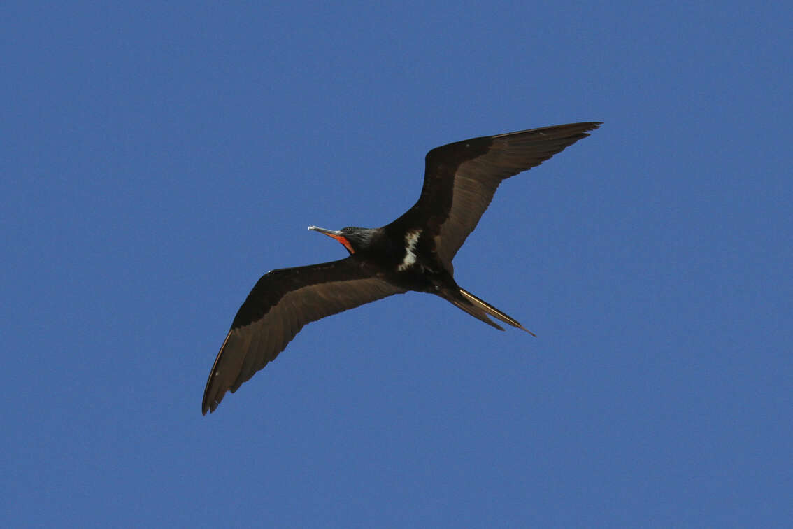 Image of Lesser Frigatebird