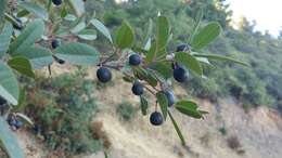 Image of California buckthorn