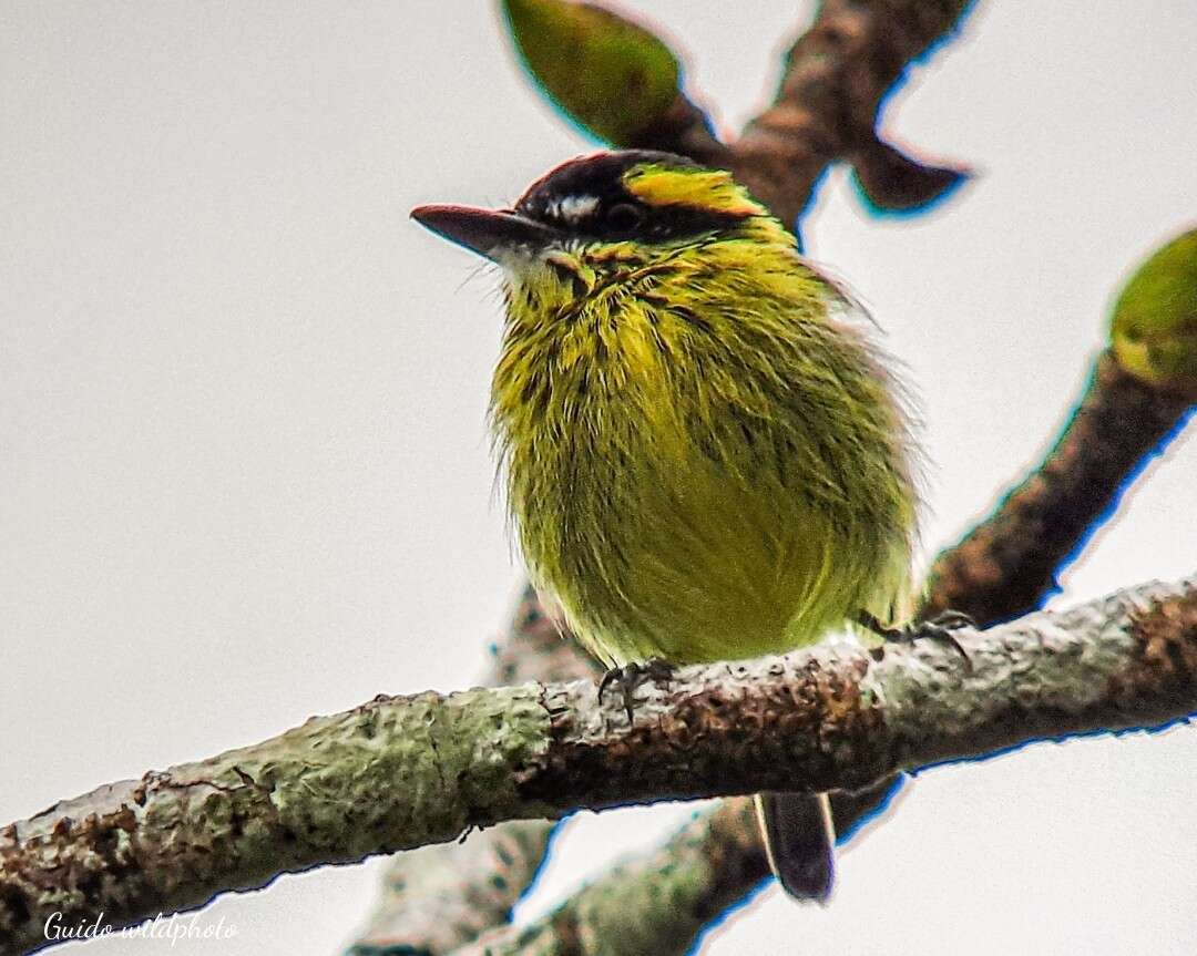 Image of Yellow-browed Tody-Flycatcher