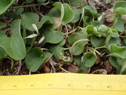 Imagem de Dichondra recurvata Tharp & M. C. Johnston