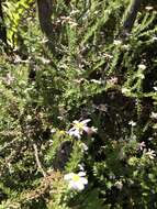 Image of Thaminophyllum latifolium P. Bond
