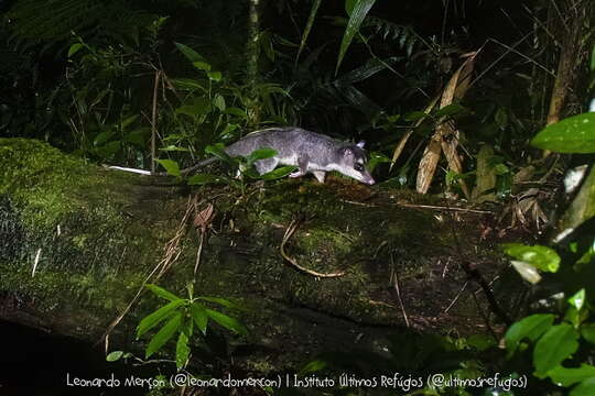 Image of Southeastern Four-eyed Opossum