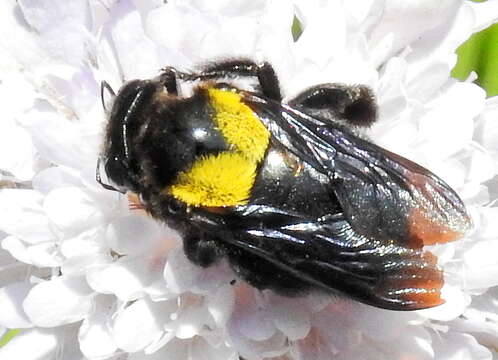 Plancia ëd Xylocopa flavicollis (De Geer 1778)