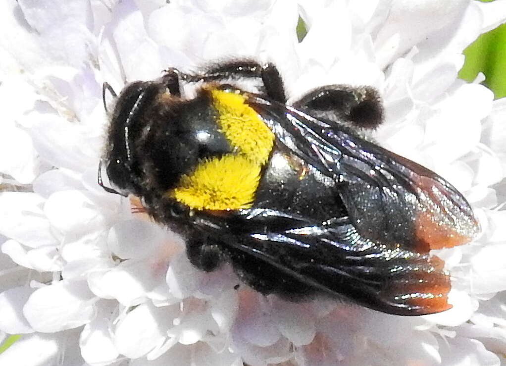 Image of Xylocopa flavicollis (De Geer 1778)