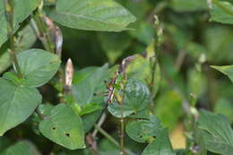 Image of Conocephalus (Anisoptera) melaenus (Haan 1843)