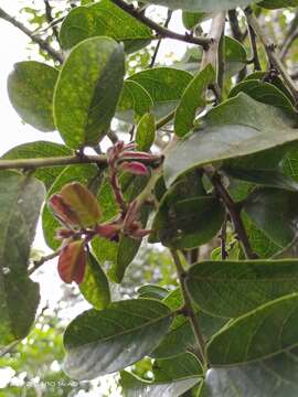 Image of Glochidion zeylanicum var. tomentosum (Dalzell) Trimen