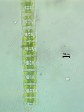 Image of Desmidium baileyi