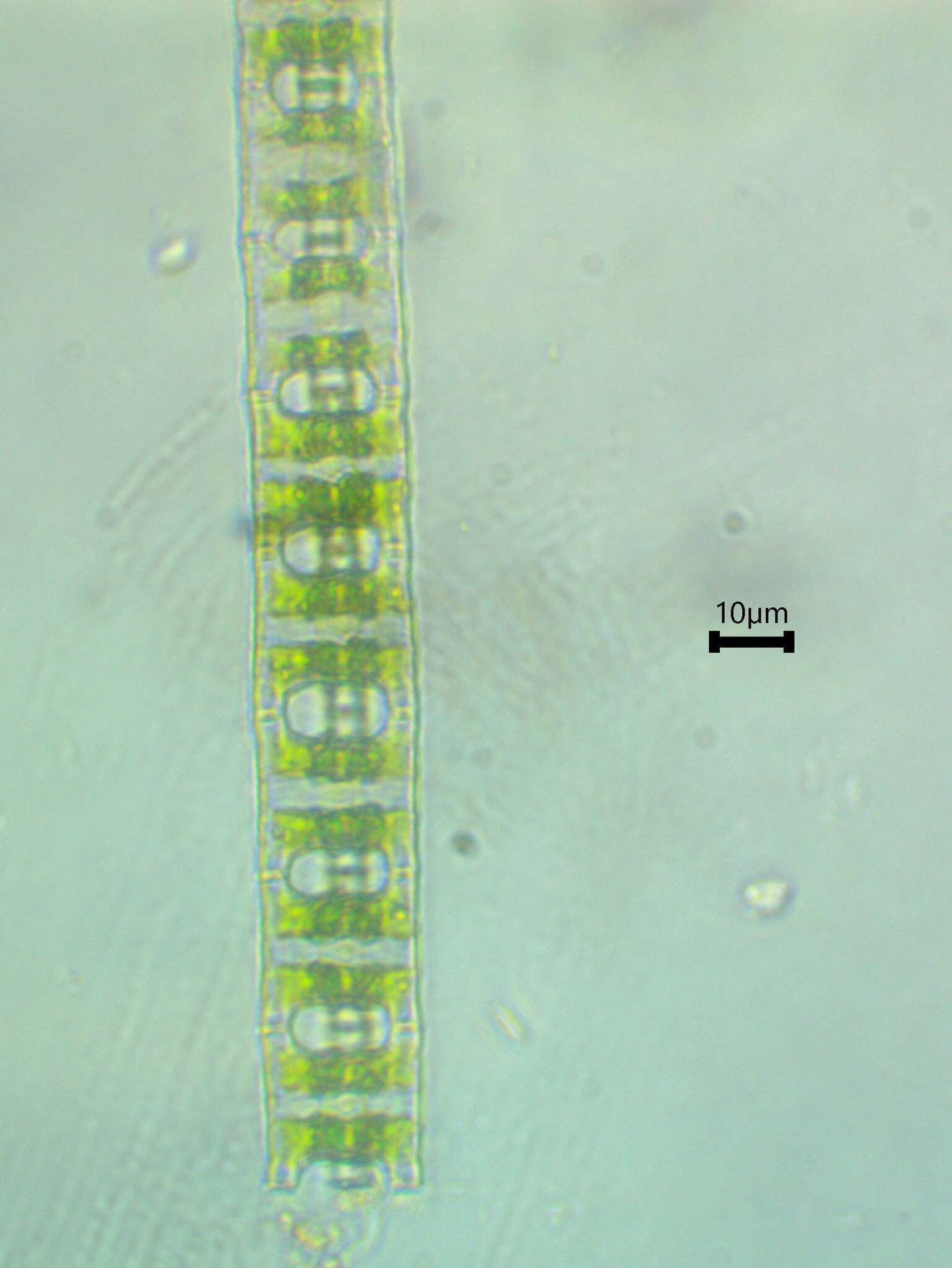 Imagem de Desmidium baileyi