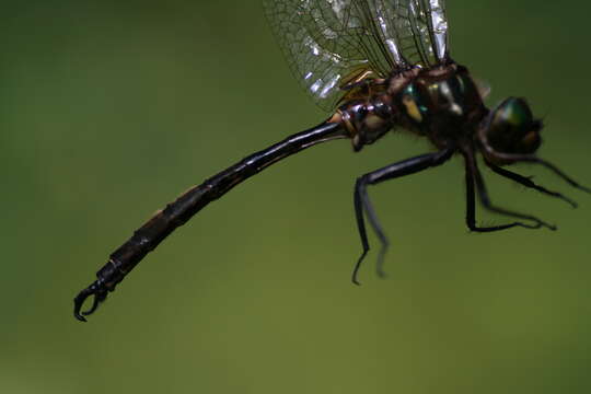 Image of Hine's Emerald