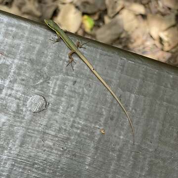 Image of Green grass lizard