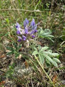 Image of Texas Plains Indian breadroot